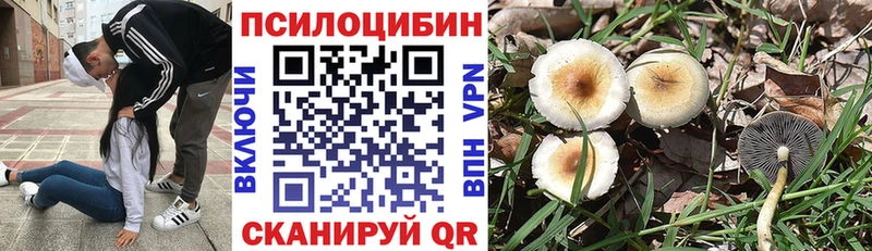где можно купить наркотик  Сухиничи  Псилоцибиновые грибы мицелий 